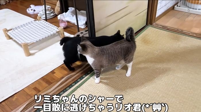 逃げる黒猫リオ君