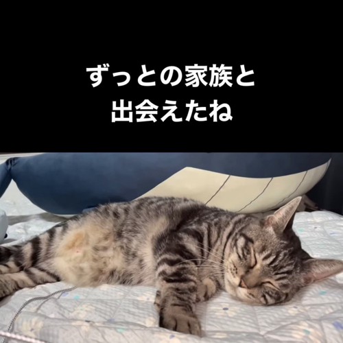 寝ている猫