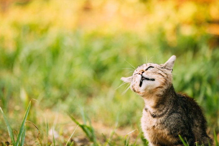 頭を振っている猫