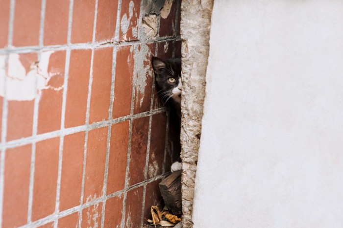 壁の隙間から覗く猫