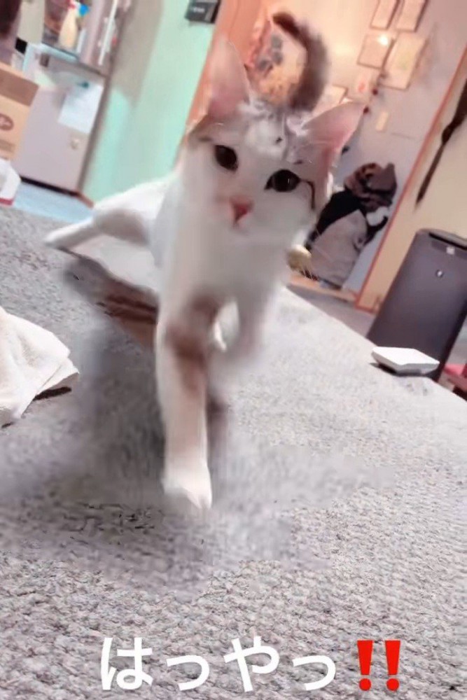 後ろ足が滑っている猫
