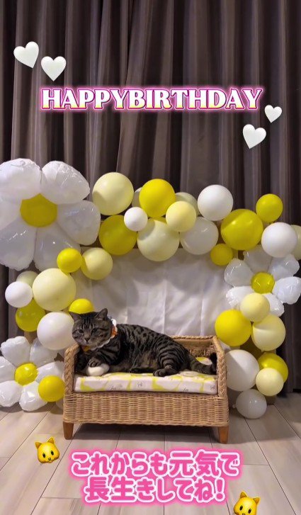 誕生日の飾り付けと猫