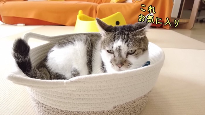 ネコ耳ベッドの上のささみくん