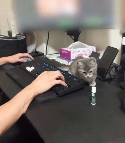 パソコンデスクに子猫