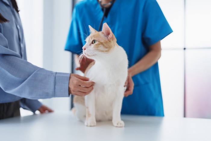 飼い主に見守られながら診察を受ける猫