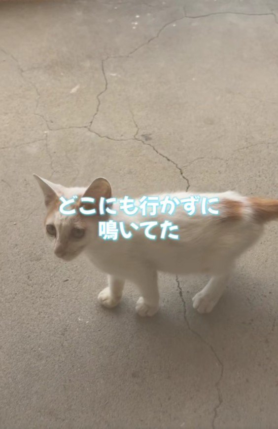 鳴いている子猫