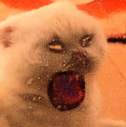 モンスターのような猫