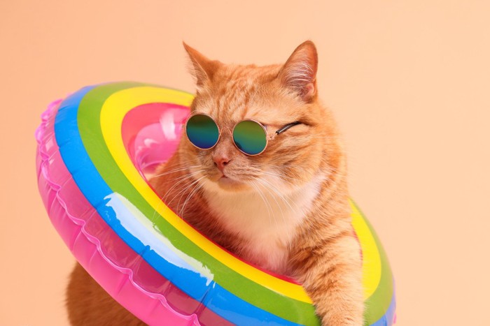 浮き輪とサングラスをつけた猫