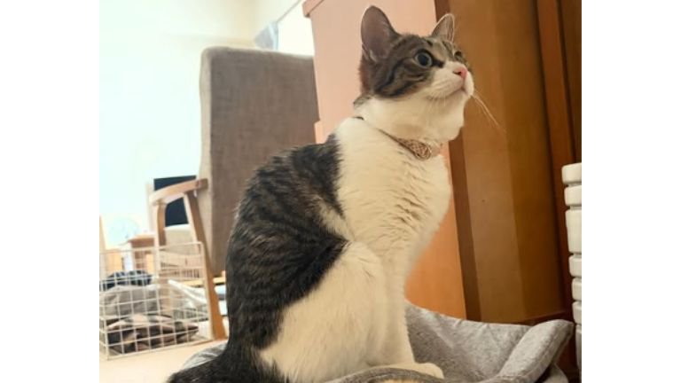 猫の上に乗っている猫