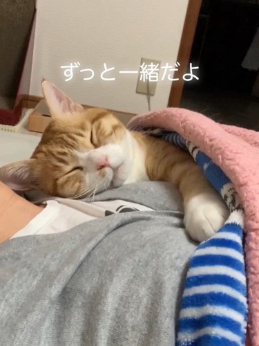 人にくっついて寝る猫