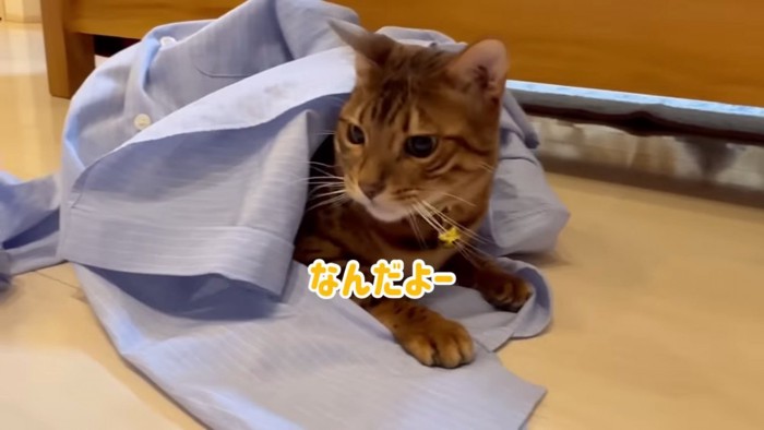 シャツの中から顔を出した猫