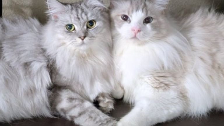 寄り添う猫