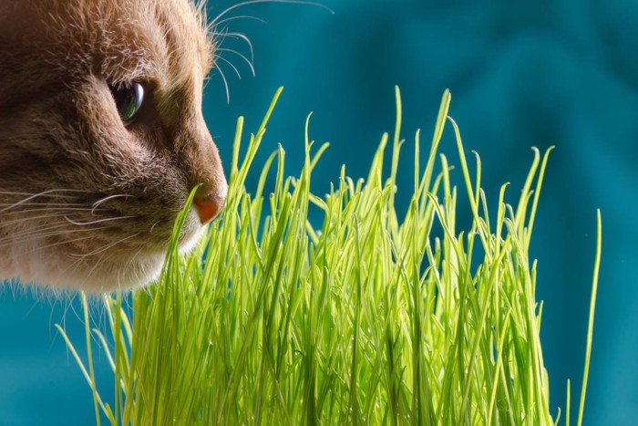猫草を見つめる猫の横顔