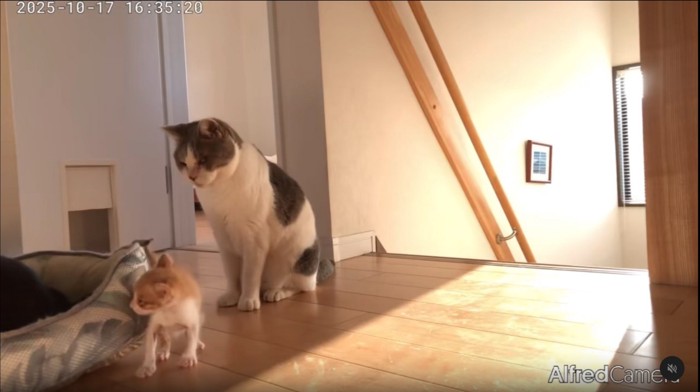 階段付近の2匹の猫