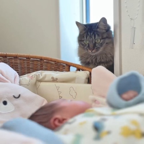 窓際に座って赤ちゃんを見る猫