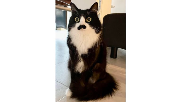 室内にいる猫