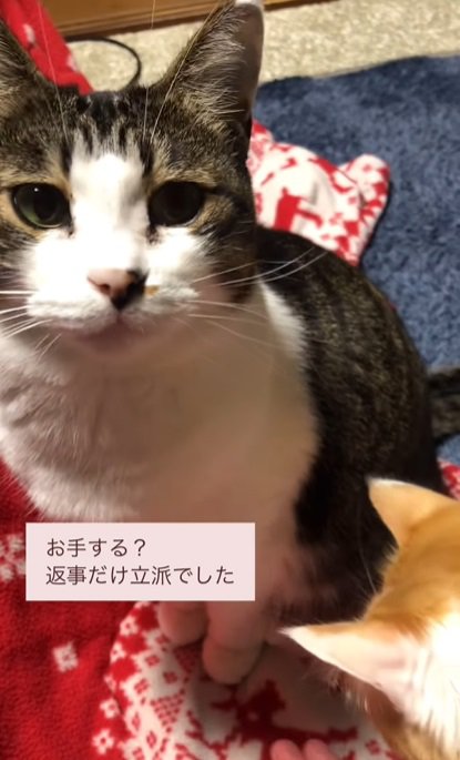 見に来る猫