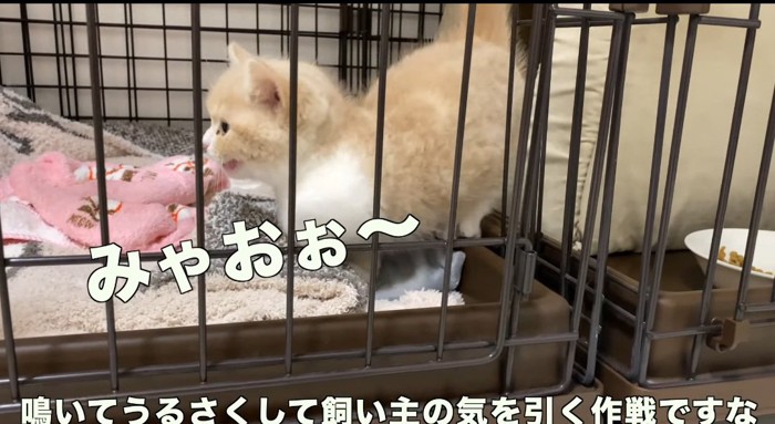 鳴いている猫