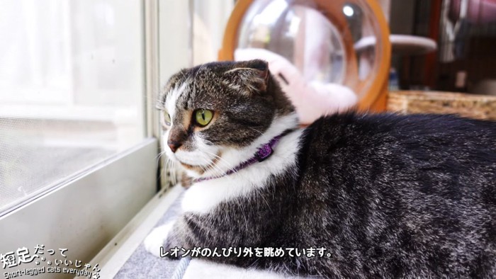 外を眺める猫