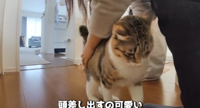 撫でられる猫