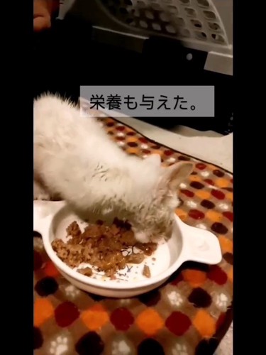 ごはんを食べる子猫