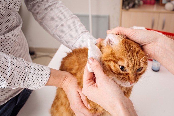 コットンでお手入れされている猫