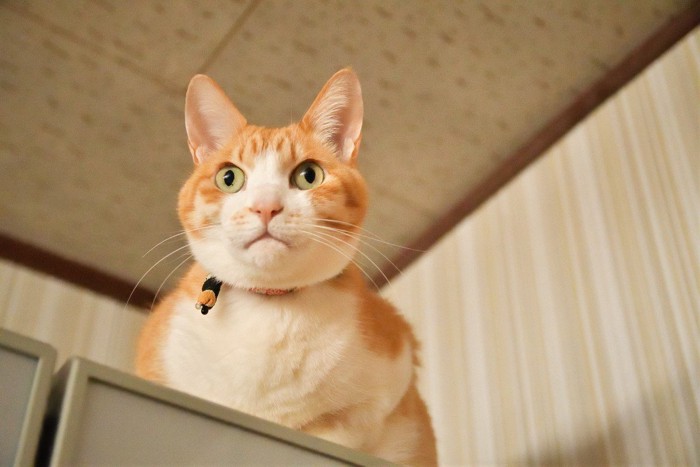 冷蔵庫にいる猫