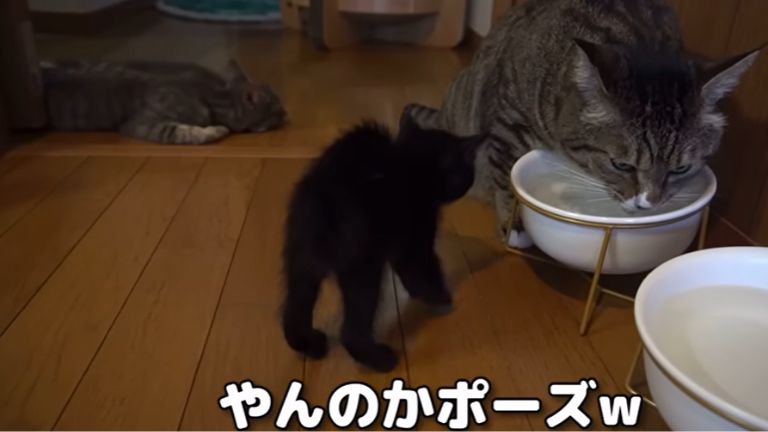 水を飲んでいる成猫と子猫