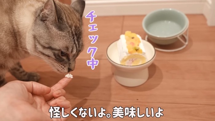 においを嗅ぐ猫