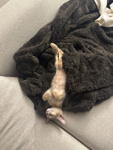 まっすぐになって寝る子猫