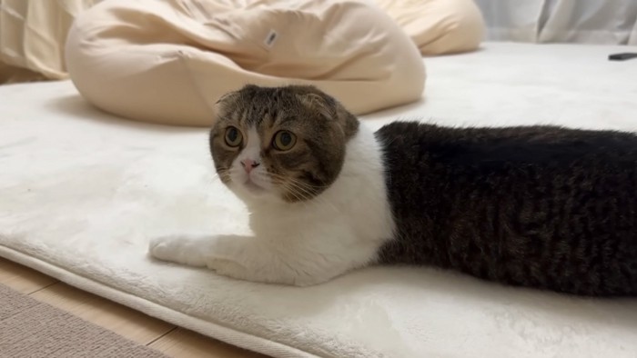 起きる猫