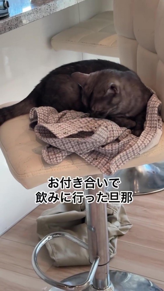 椅子の上でうずくまる猫