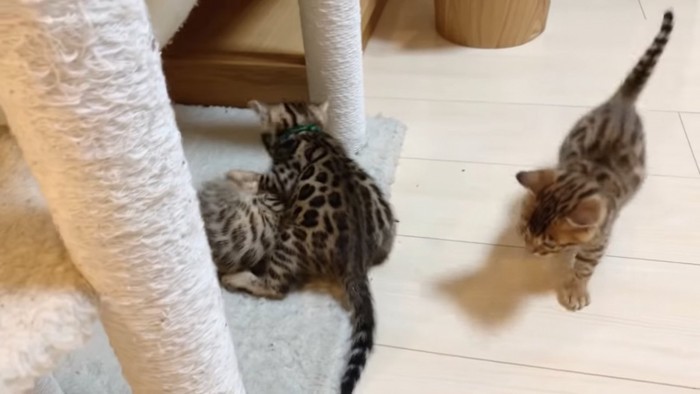 取っ組み合う子猫