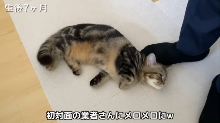 スリスリする子猫