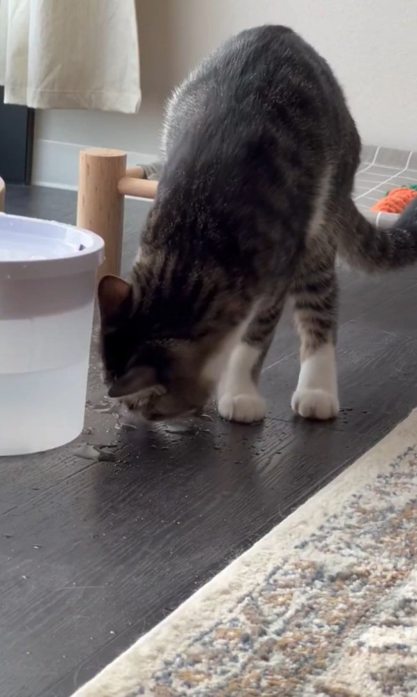 床を見る猫