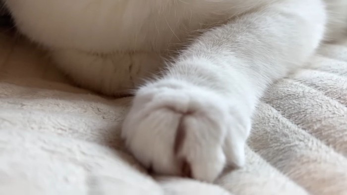 前足のアップ