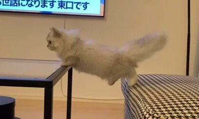 テーブルとスツールに足を乗せて、後ろの左足をプラプラさせる猫