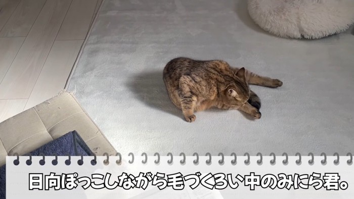 毛づくろいをする猫