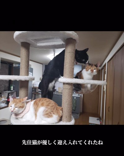 キャットタワーにいる3匹の猫