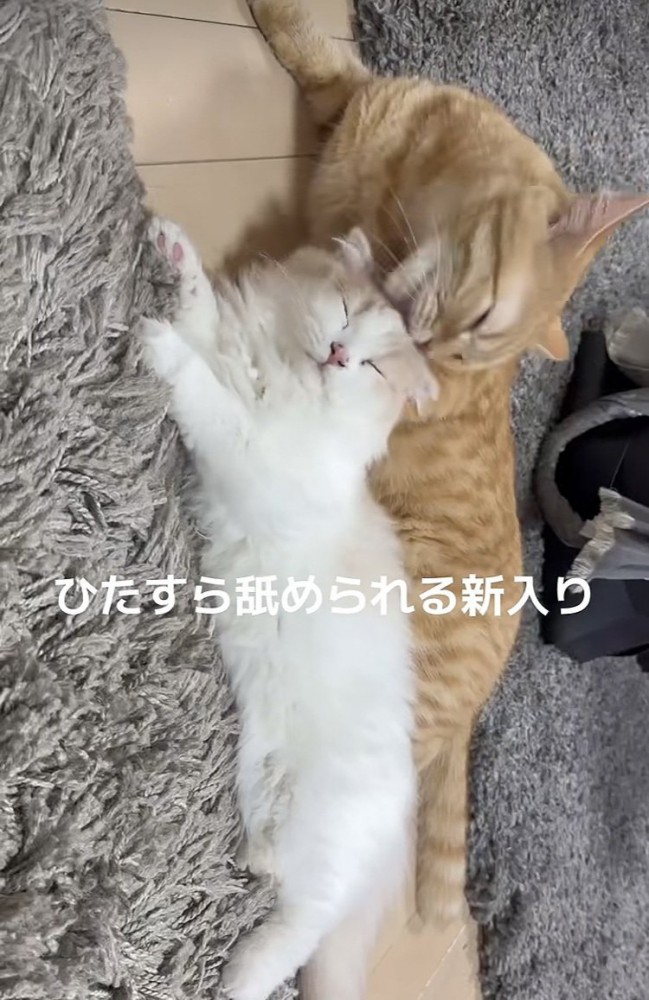 スコティッシュフォールドをグルーミングするマンチカン