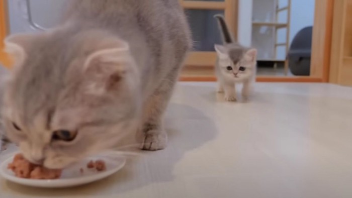 ご飯を食べている成猫と子猫