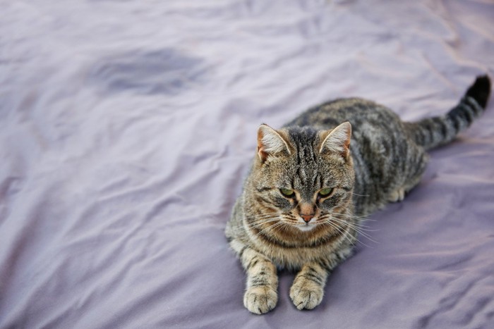 ベッドの上のシミと猫