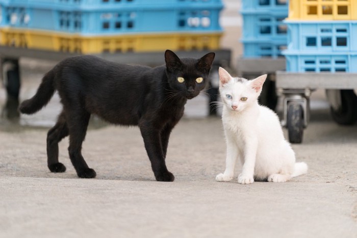 白猫の子猫に寄り添う黒猫