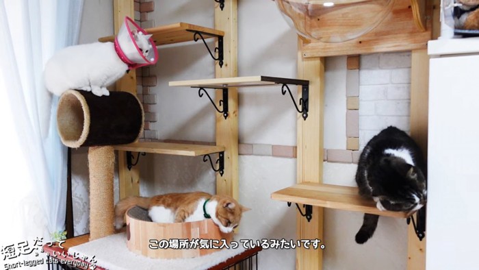 キャットウォークに集まる猫