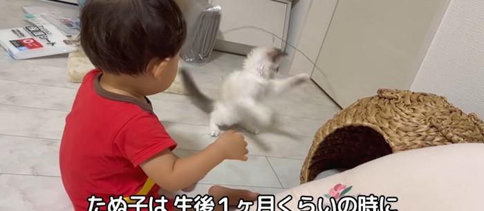 猫じゃらしを持っている赤ちゃんと子猫