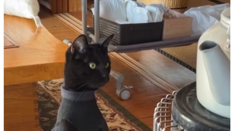 ストーブの前にいる猫