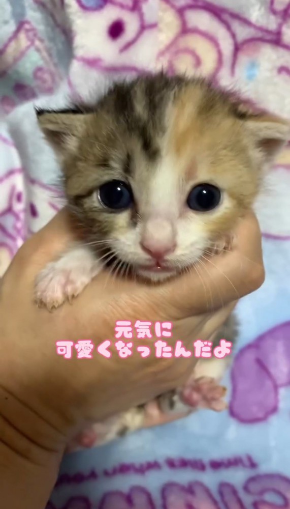 カメラ目線の子猫