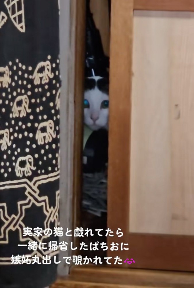 扉の隙間から見つめる猫