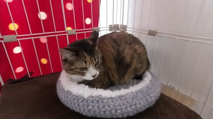 ベッドでくつろぐ猫