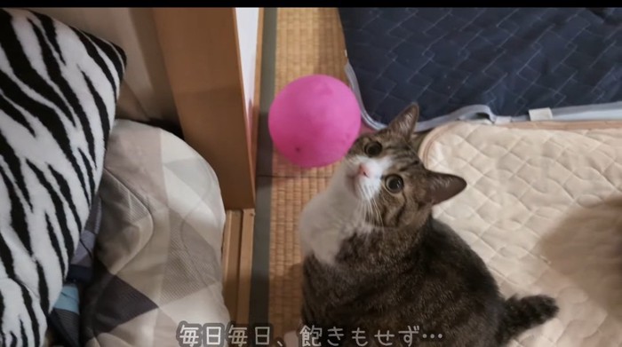 見上げる猫